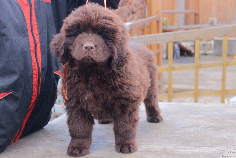 Фотография № 224703