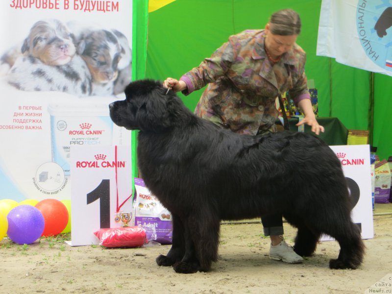 Фото: ньюфаундленд Акватория Келвин Юралз Грэйт (Aquatoriya Kelvin Yurals Great)