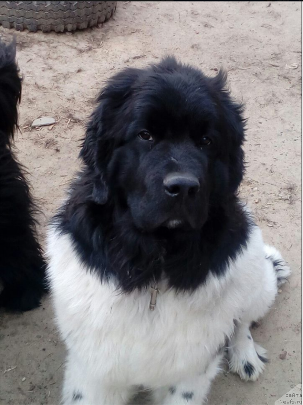 Фото: ньюфаундленд Восхитительная Джаннет Кит