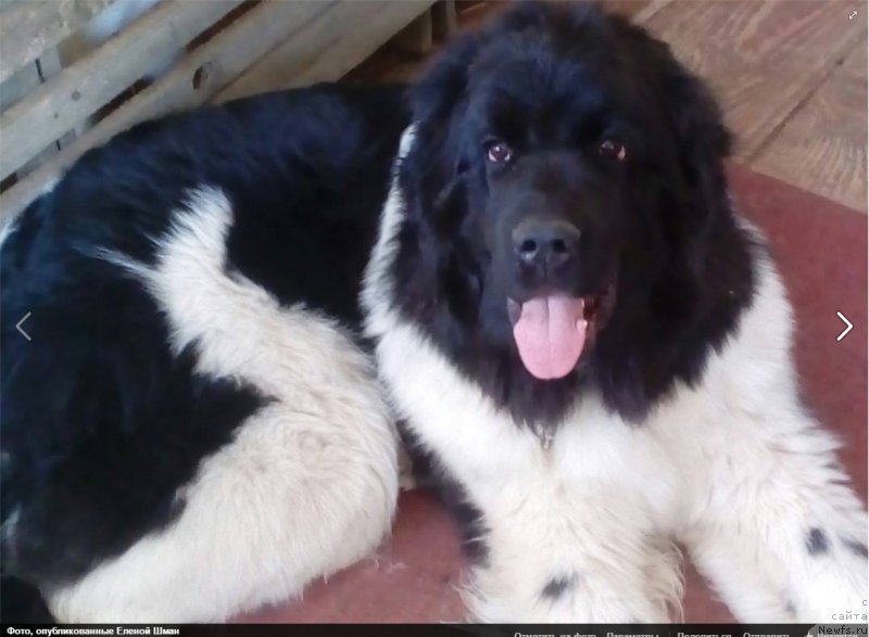 Фото: ньюфаундленд Восхитительная Джаннет Кит