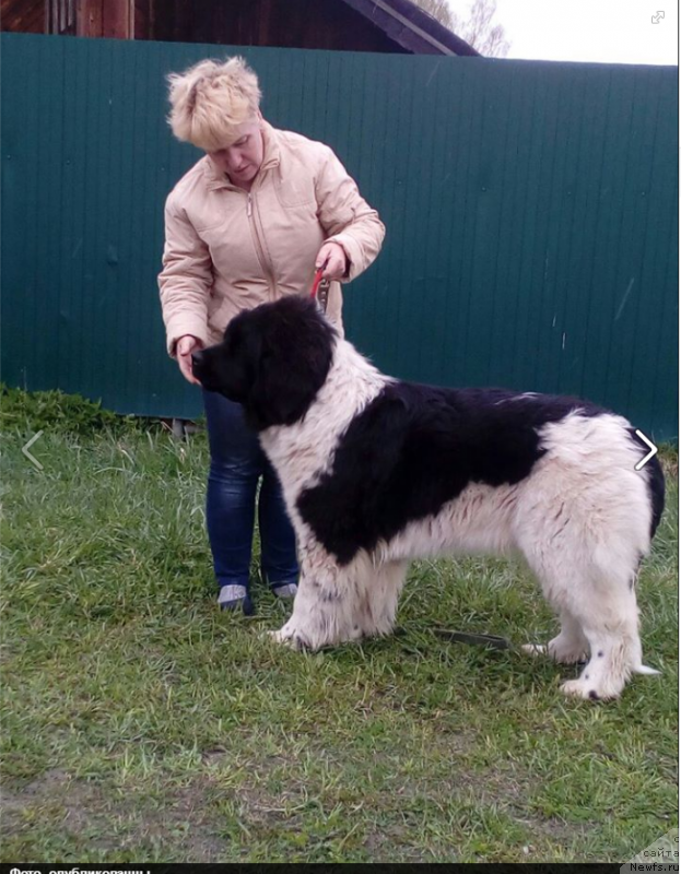 Фото: ньюфаундленд Восхитительная Джаннет Кит