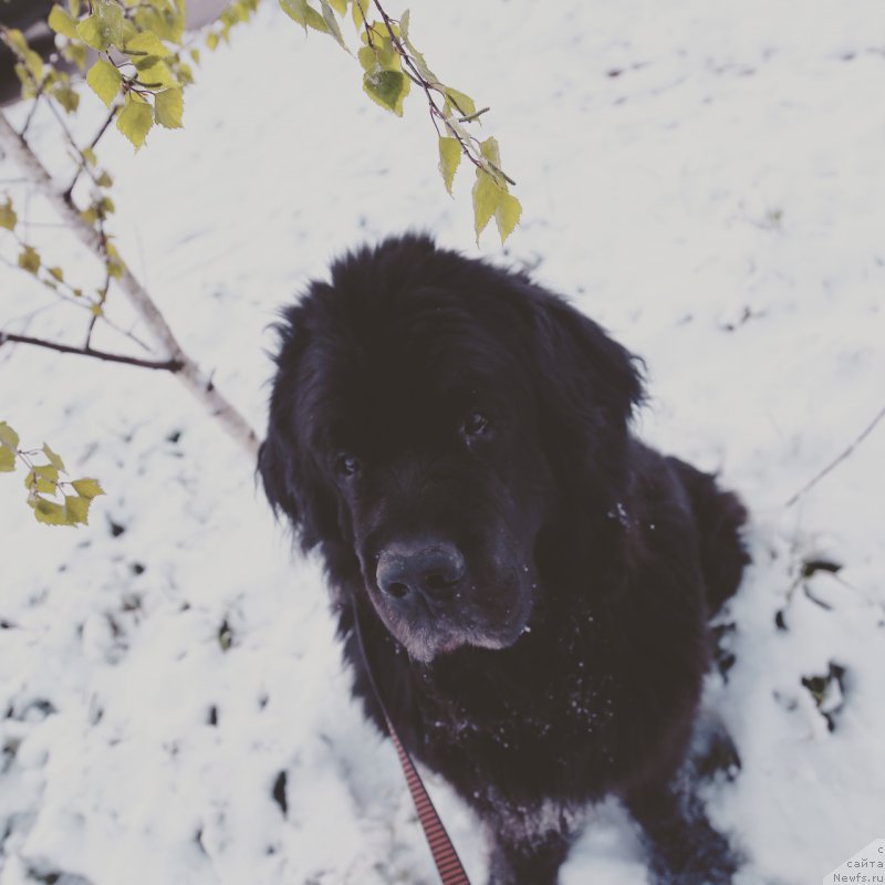 Фото: Гастон де Фуа