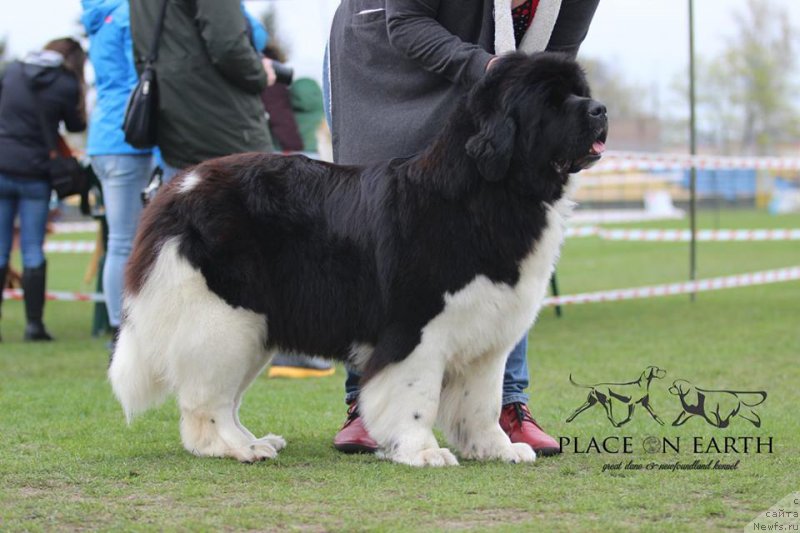 Фото: ньюфаундленд Аквиан Сонг Ривер оф Тайм