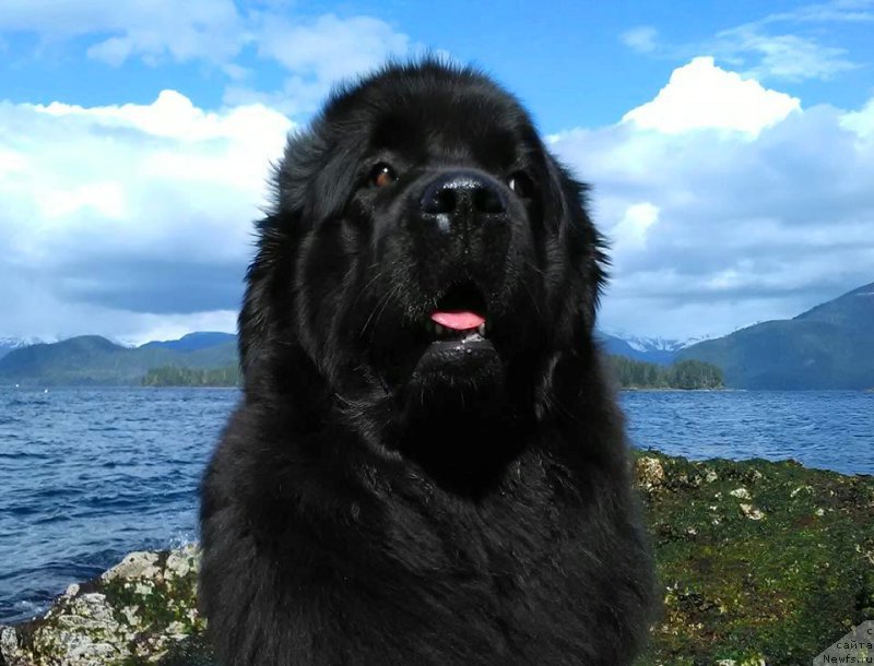 ньюфаундленд собака. собака похожая на ньюфаундленда с белым воротником.