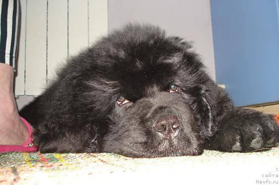 Фото: ньюфаундленд Пчёлкин Дом Весенний Вальс