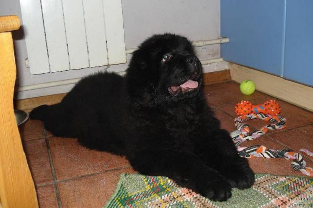 Фото: ньюфаундленд Пчёлкин Дом Весенний Вальс