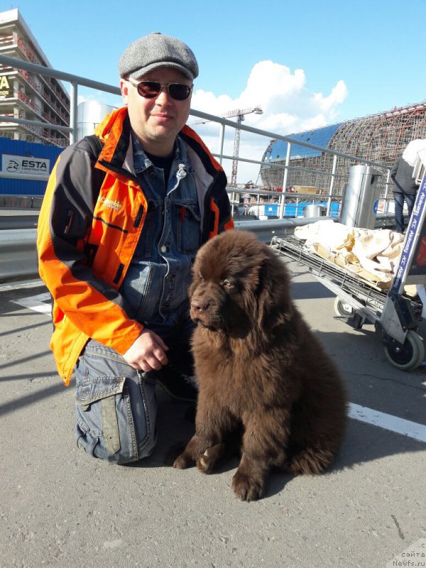 Фото: ньюфаундленд Браунблад МСК Лея Айман (Brownblood MSK Leya Aiman)