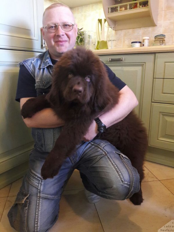 Фото: ньюфаундленд Браунблад МСК Лея Айман (Brownblood MSK Leya Aiman)