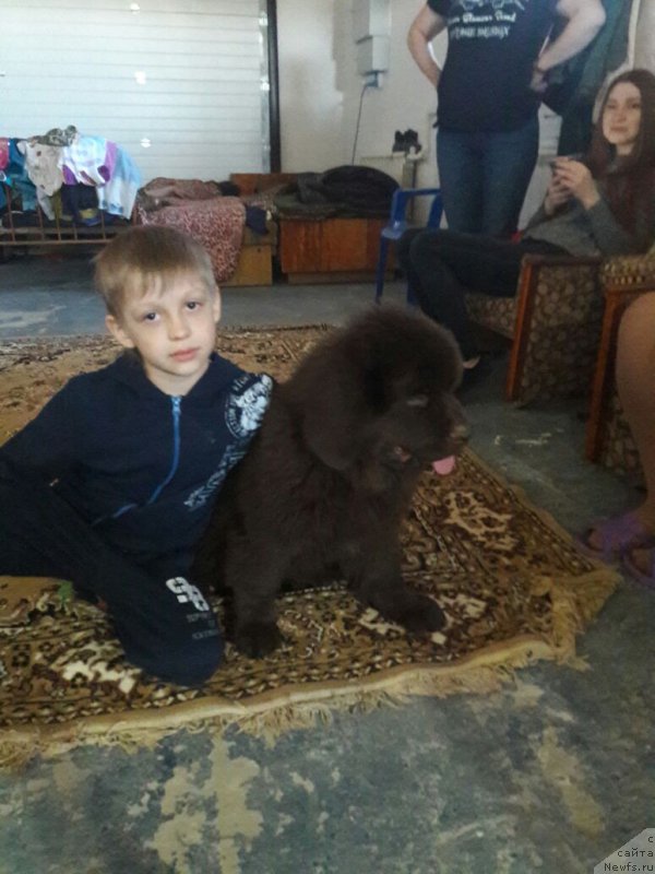 Фото: ньюфаундленд Браунблад МСК Лея Айман (Brownblood MSK Leya Aiman)