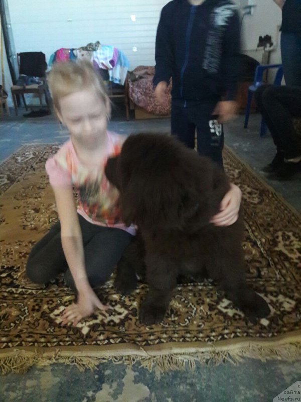 Фото: ньюфаундленд Браунблад МСК Лея Айман (Brownblood MSK Leya Aiman)