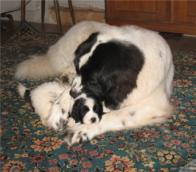 Фото: ньюфаундленд Шедоу из Уникальной Коллекции, щенок