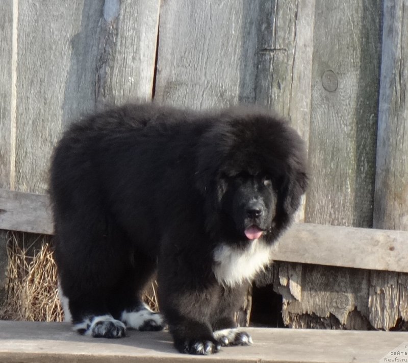 Фотография № 224772