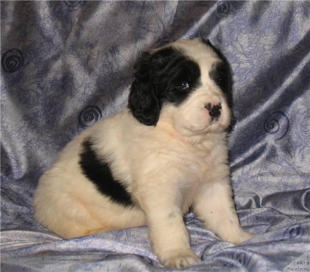 Фото: Щенок, ньюфаундленд Шедоу из Уникальной Коллекции