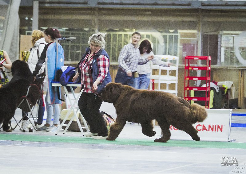 Фото: ньюфаундленд Фанньюф Авалон (Funnewf Avalon)