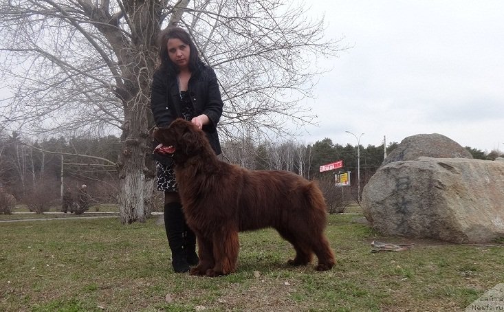 Фото: ньюфаундленд Ньюфорт Ворожея, Ирина Савельева