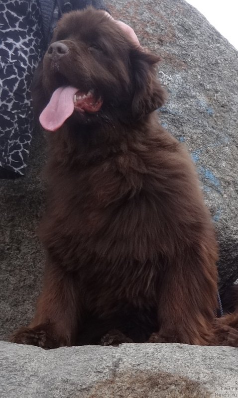 Фото: ньюфаундленд Ньюфорт Ворожея