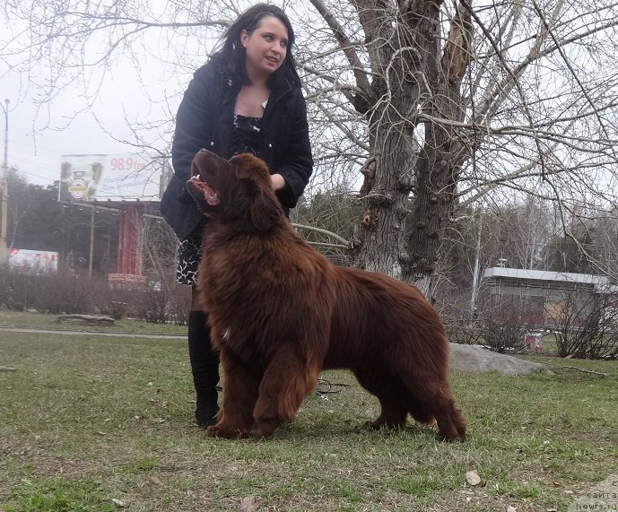 Фото: ньюфаундленд Фанньюф Авалон (Funnewf Avalon), Ирина Савельева