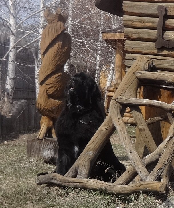 Фото: ньюфаундленд Акватория Келвин Яуза (Aquatoriya Kelvin Yauza)