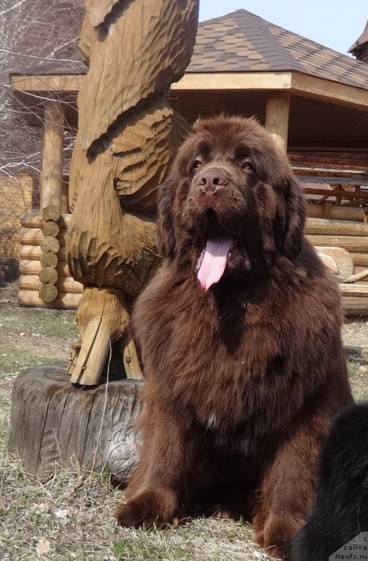 Фото: ньюфаундленд Фанньюф Авалон (Funnewf Avalon)