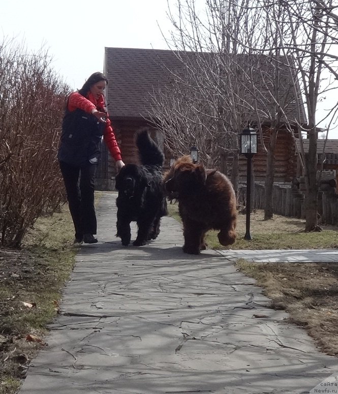 Фото: ньюфаундленд Фанньюф Авалон (Funnewf Avalon), ньюфаундленд Акватория Келвин Яуза (Aquatoriya Kelvin Yauza)