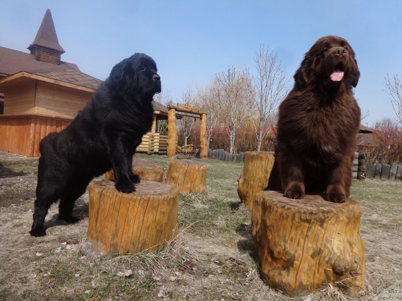 Фото: ньюфаундленд Фанньюф Авалон (Funnewf Avalon), ньюфаундленд Акватория Келвин Яуза (Aquatoriya Kelvin Yauza)