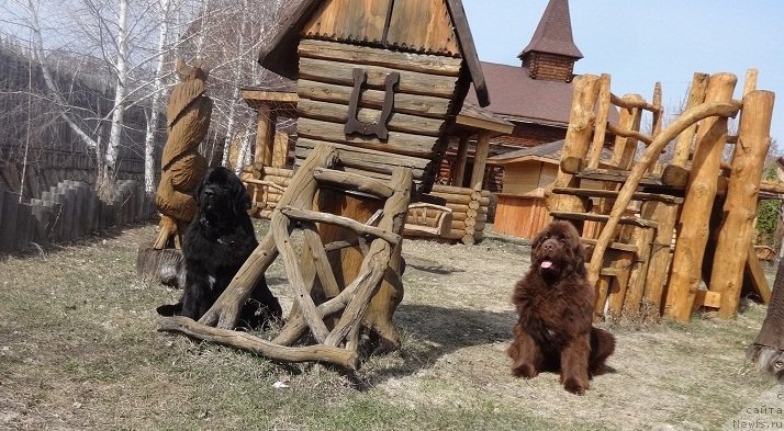 Фото: ньюфаундленд Фанньюф Авалон (Funnewf Avalon), ньюфаундленд Акватория Келвин Яуза (Aquatoriya Kelvin Yauza)