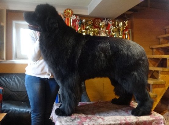 Фото: ньюфаундленд Ньюфорт Звенислава