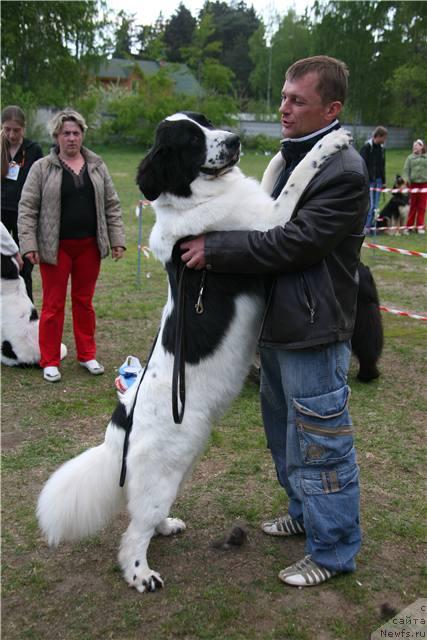Фото: Рома, ньюфаундленд Шедоу из Уникальной Коллекции
