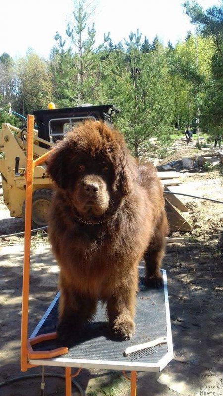 Фото: ньюфаундленд Парис Браун Элерон