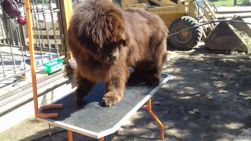 Фото: ньюфаундленд Парис Браун Элерон