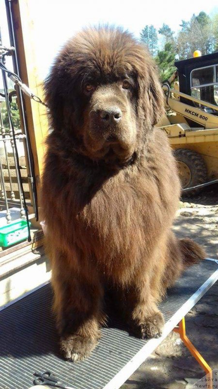 Фото: ньюфаундленд Парис Браун Элерон