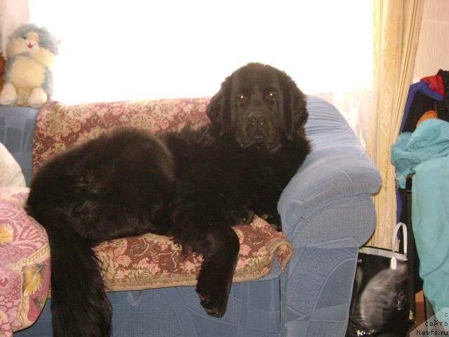 Фото: ньюфаундленд Амазонка Эми Чардишик