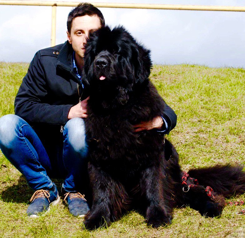 Фото: ньюфаундленд Love Inside Your Soul Moon Bear