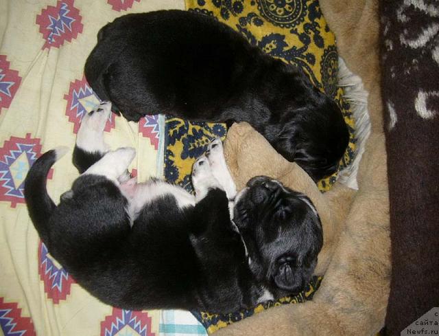 Фото: ньюфаундленд Супер Бизон Грегори Грег, ньюфаундленд Супер Бизон Гудвин