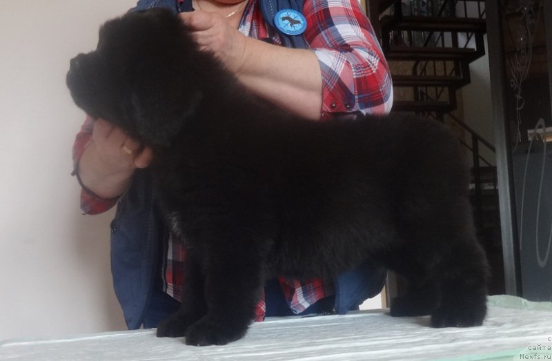 Фото: ньюфаундленд Ньюфорт Бавария