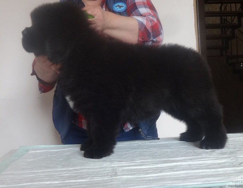 Фото: ньюфаундленд Ньюфорт Бавария