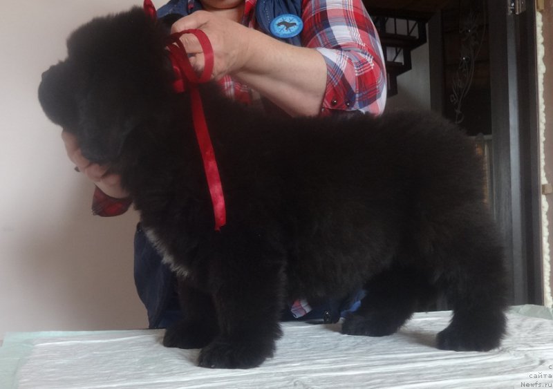 Фото: ньюфаундленд Ньюфорт Бавария