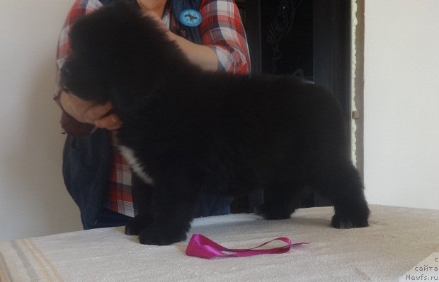 Фото: ньюфаундленд Ньюфорт Бавария