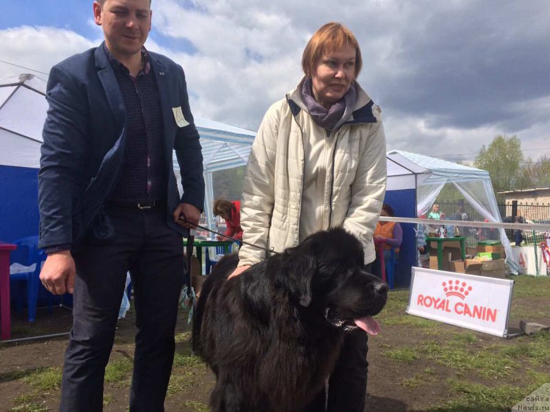 Фото: ньюфаундленд Уизард оф Озз