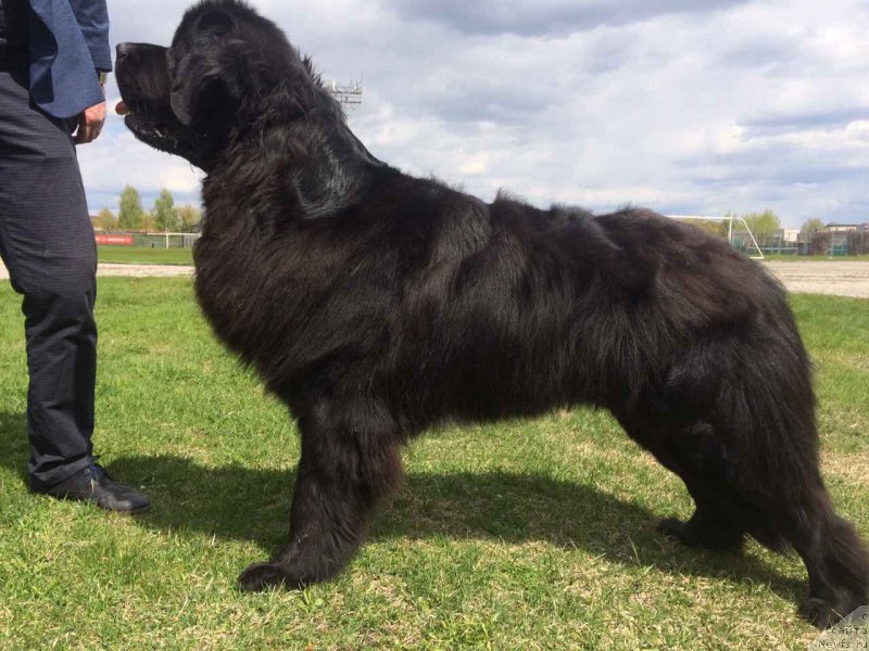 Фото: ньюфаундленд Уизард оф Озз