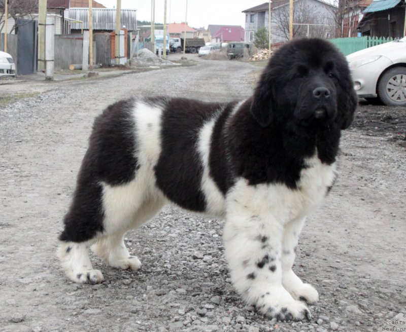 Фото: ньюфаундленд Аквиан Сонг Тревор