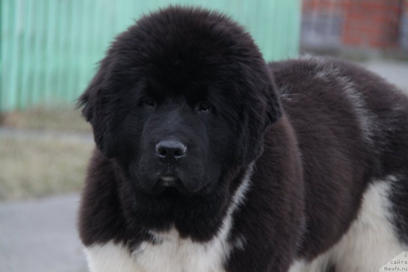 Фото: ньюфаундленд Аквиан Сонг Тревор