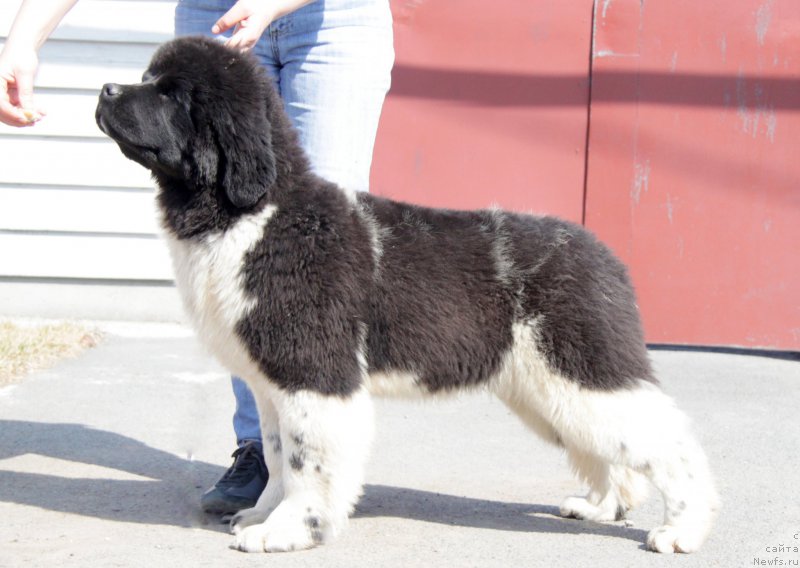 Фото: ньюфаундленд Аквиан Сонг Тревор