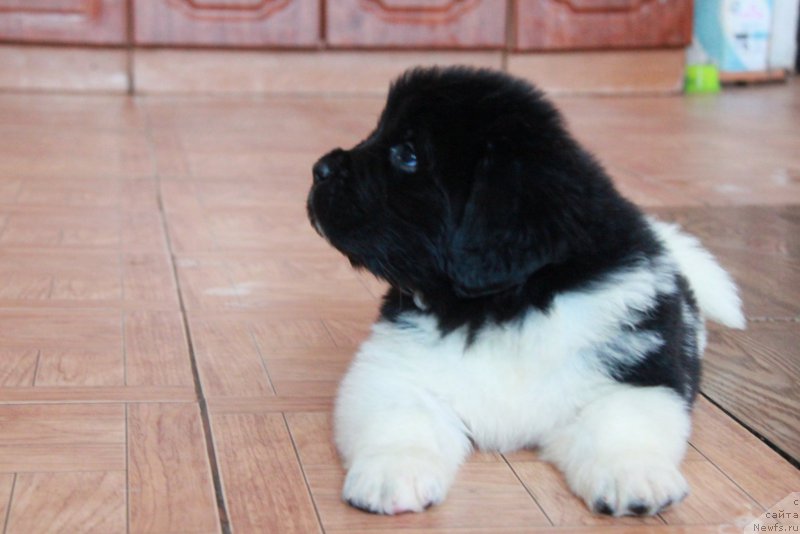 Фото: ньюфаундленд Аквиан Сонг Тревор