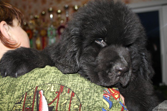 Фото: ньюфаундленд Избранник Судьбы Русский Богатырь