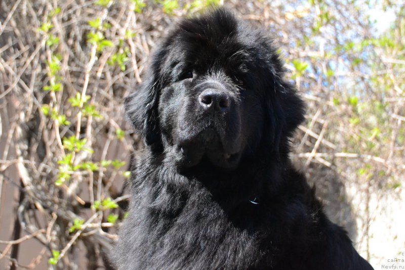 Фото: ньюфаундленд Талисман Моря Магия Волн