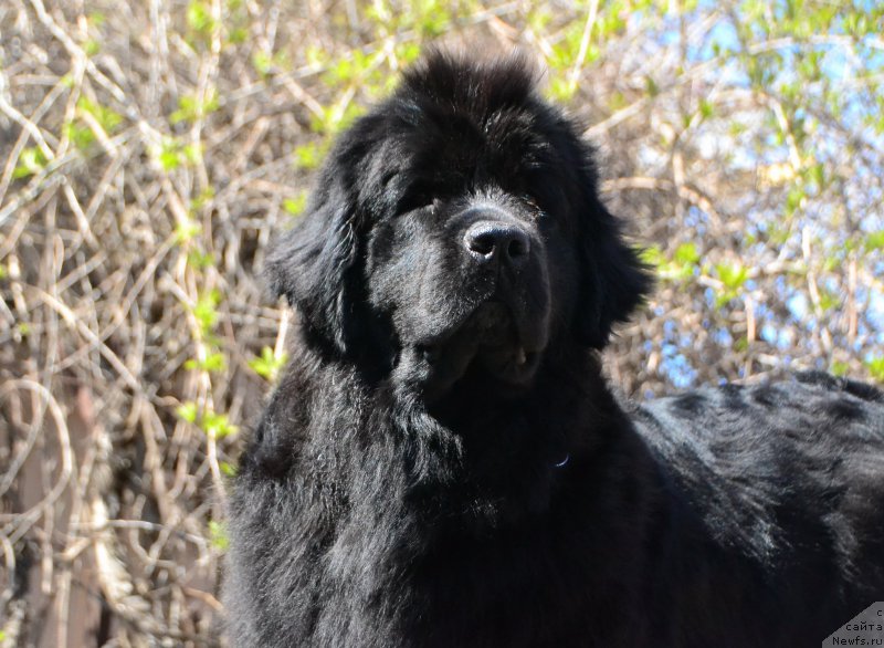 Фото: ньюфаундленд Талисман Моря Магия Волн