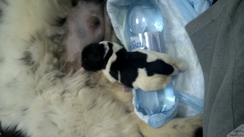 Фото: ньюфаундленд Енигматик Кингд Властелин Души