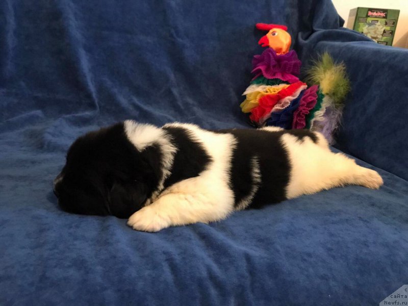 Фотография № 224858