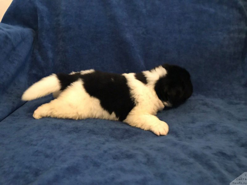 Фотография № 224859